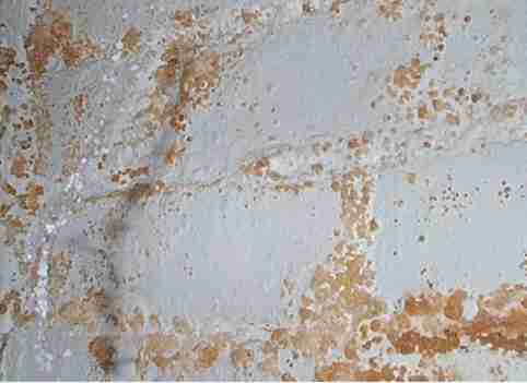 [cladosporiumWall.jpg]