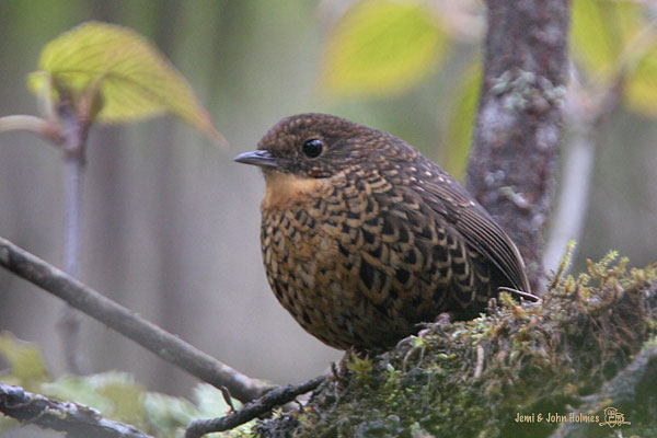 [ScalyBrWrenBabb-01.jpg]