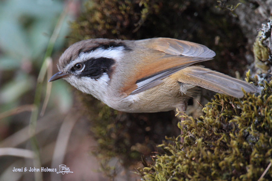 [Y09_WBFulvetta_CS-01.jpg]