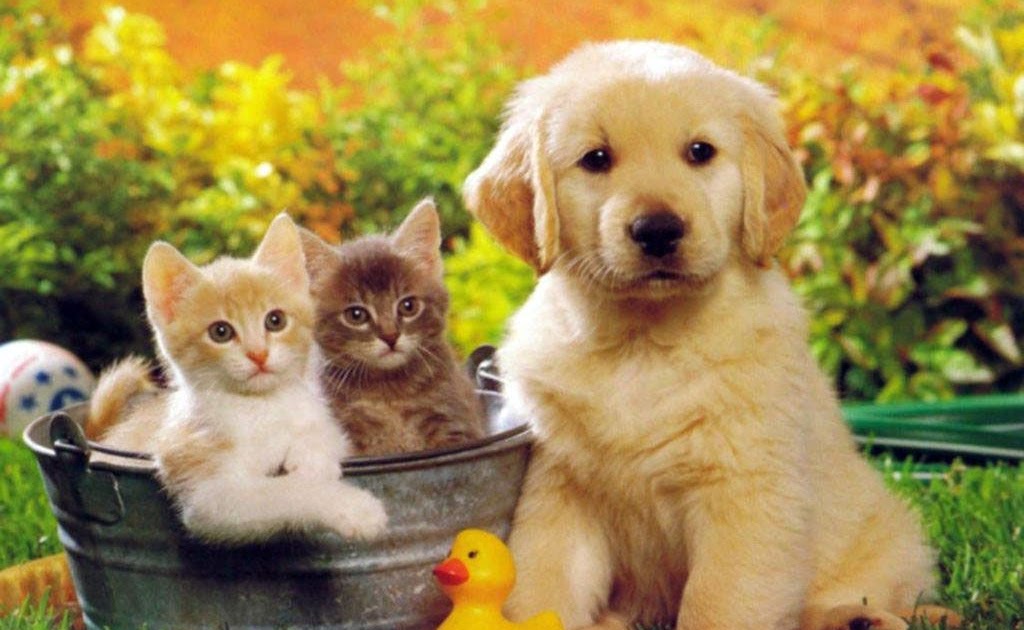 Kediler Ve Kopekler Neden Anlasamaz Golden Retriever Jessie Kediler Ve Kopekler Neden Anlasamaz Golden Retriever Jessie