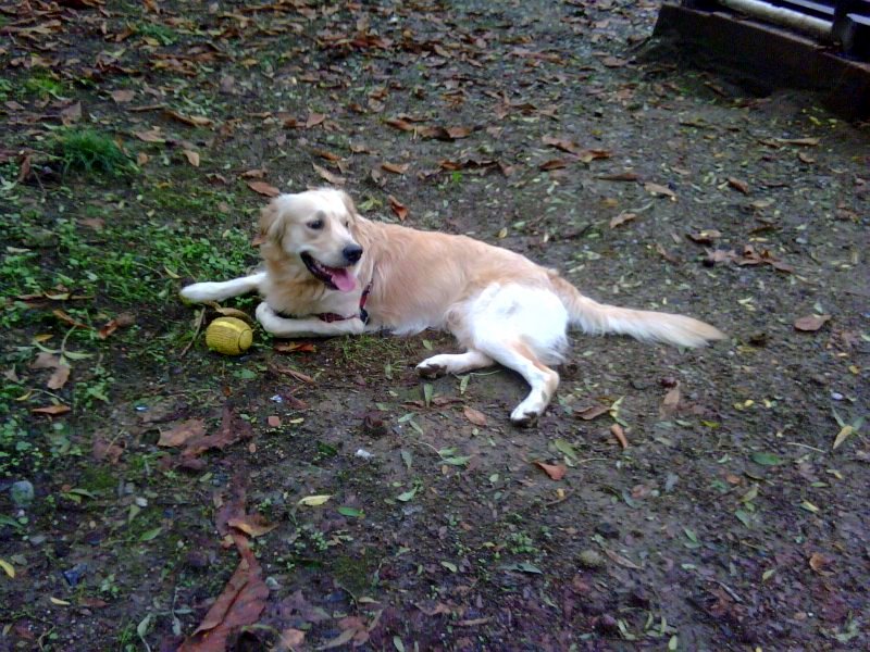 Golden Retriever Jessie Ekim 2010