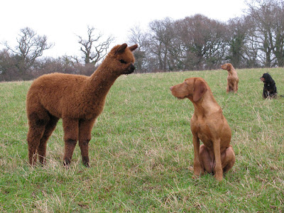 Cinnamon and Daisy