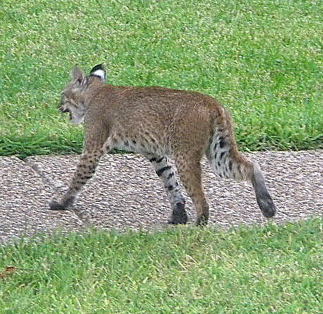Lyrics Of Love And Lore Bobcats My Friend Paul Took These Pictures From A Window Of His Home Here In The Densely Poted Plano Texas Area
