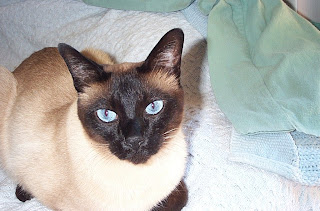 Jasper, Carolyn's Tonkinese Cat