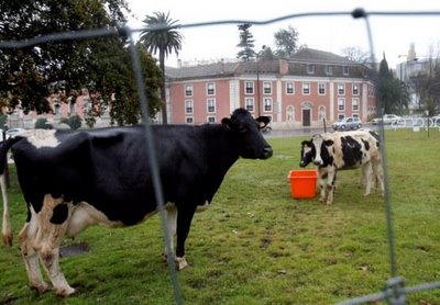 [Vacas.jpg]