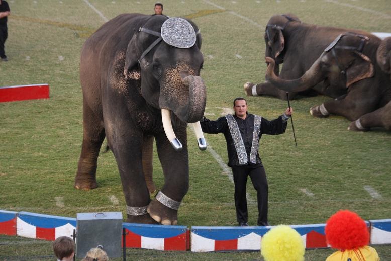 The Circus "NO SPIN ZONE": George Carden elephants--Linden, Tenn.