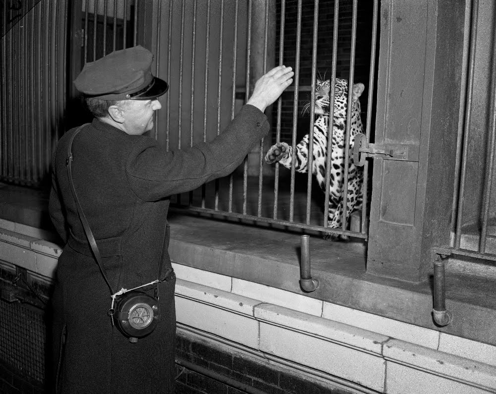 The Circus "NO SPIN ZONE": Lincoln Park Zoo 1950