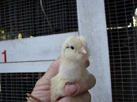 Chicken Chat: Wing Sexing Chicks