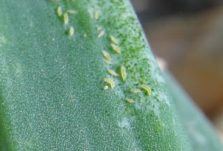 The Sam Wells Bug Page: Onion Thrips