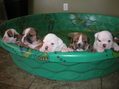 gubler crew: Almost 6 Week Old English Bulldog Puppies
