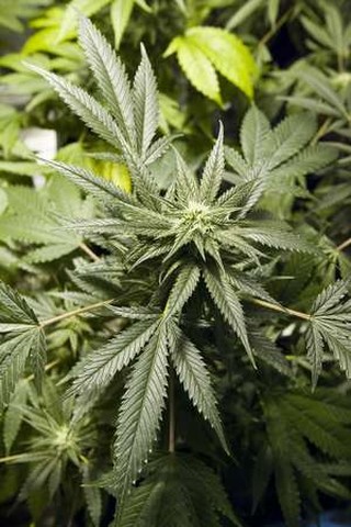 [Marihuana2.JPG]