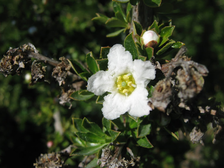 MATA NEGRA (Flor Blanca)