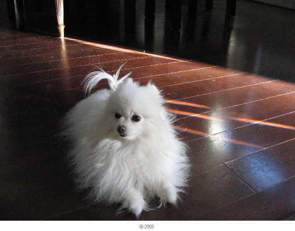 My little Princess - Foxy Lady