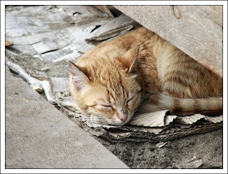 Resultado de imagem para esterilização gatos