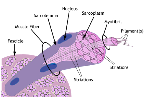 108's HealthScience Blog(:: Specialised Cells Research - Group 3, The