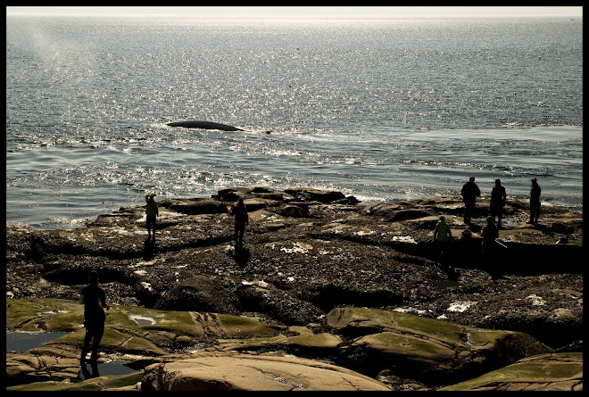 Baleine cap bon désir