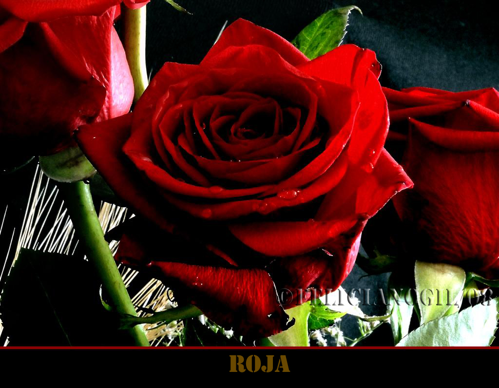 [Bodegon+rosas+II+H+(Large).jpg]