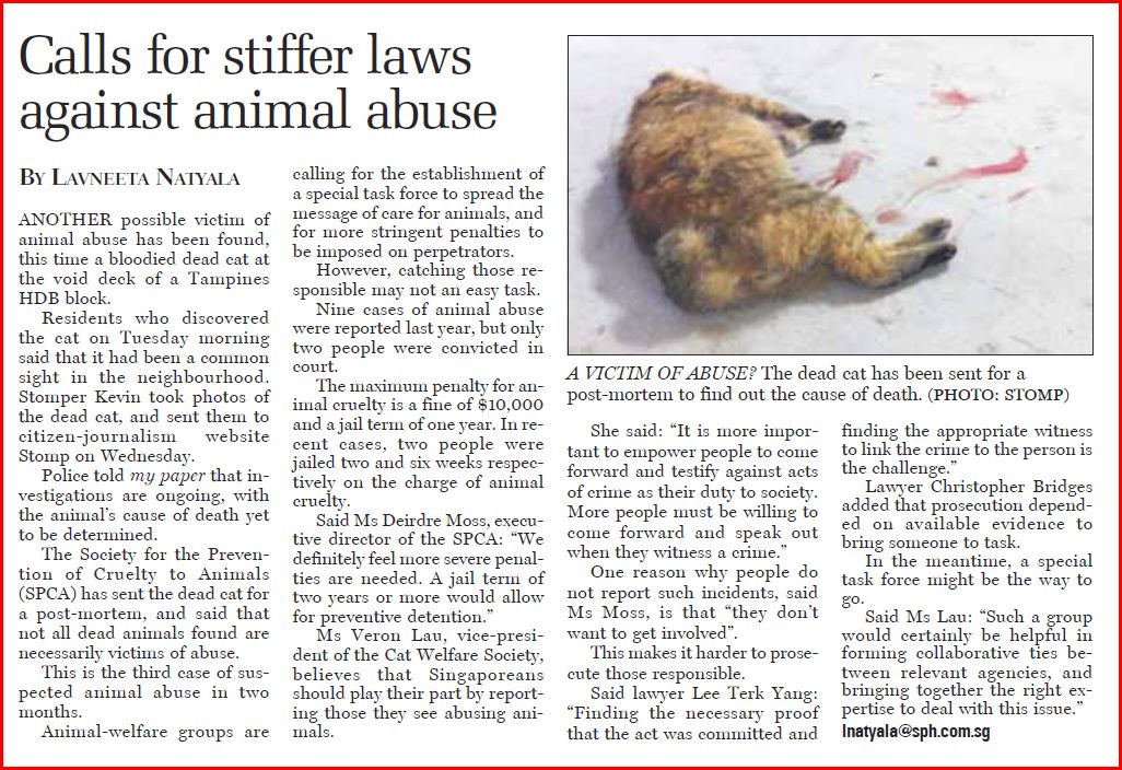 Singapore Community Cats My Paper Calls for Stiffer Laws Against Animal Abuse