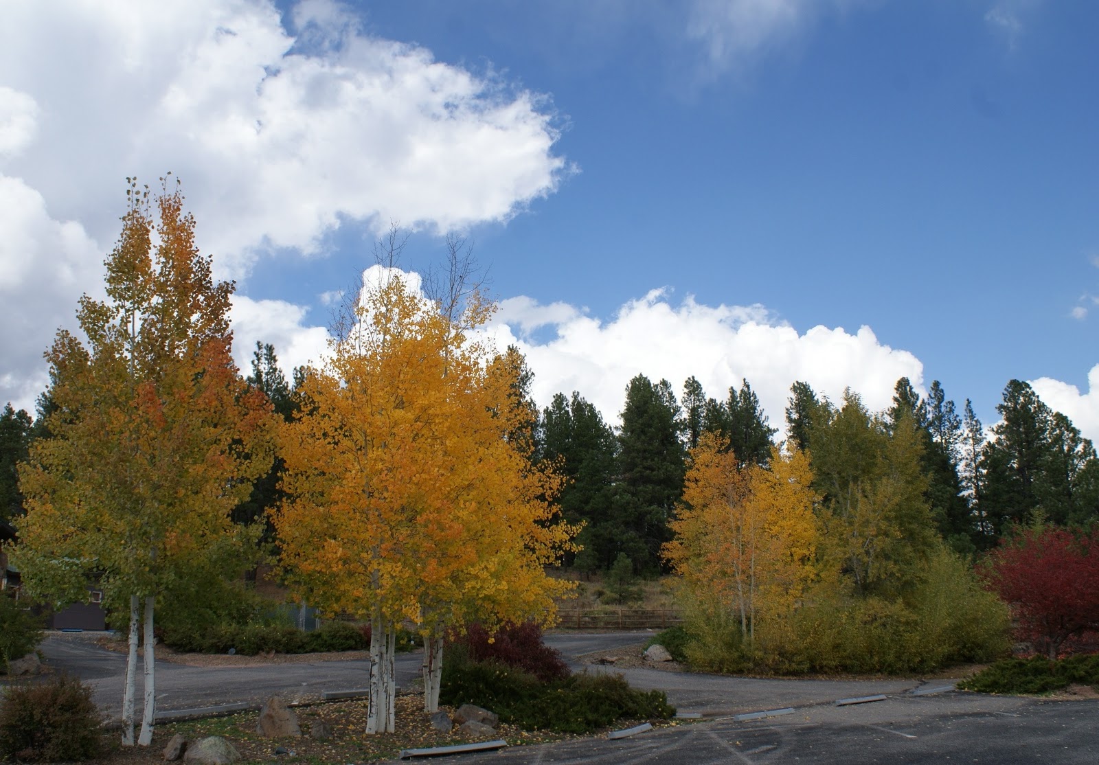 Reminisce... Arizona in Autumn