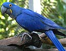 Arara Azul