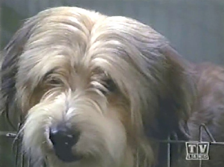 Thrilling Days of Yesteryear Mayberry Tuesdays 21 “The Pet Shop” (02