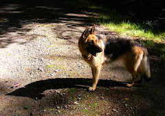 My Dog and her shadow