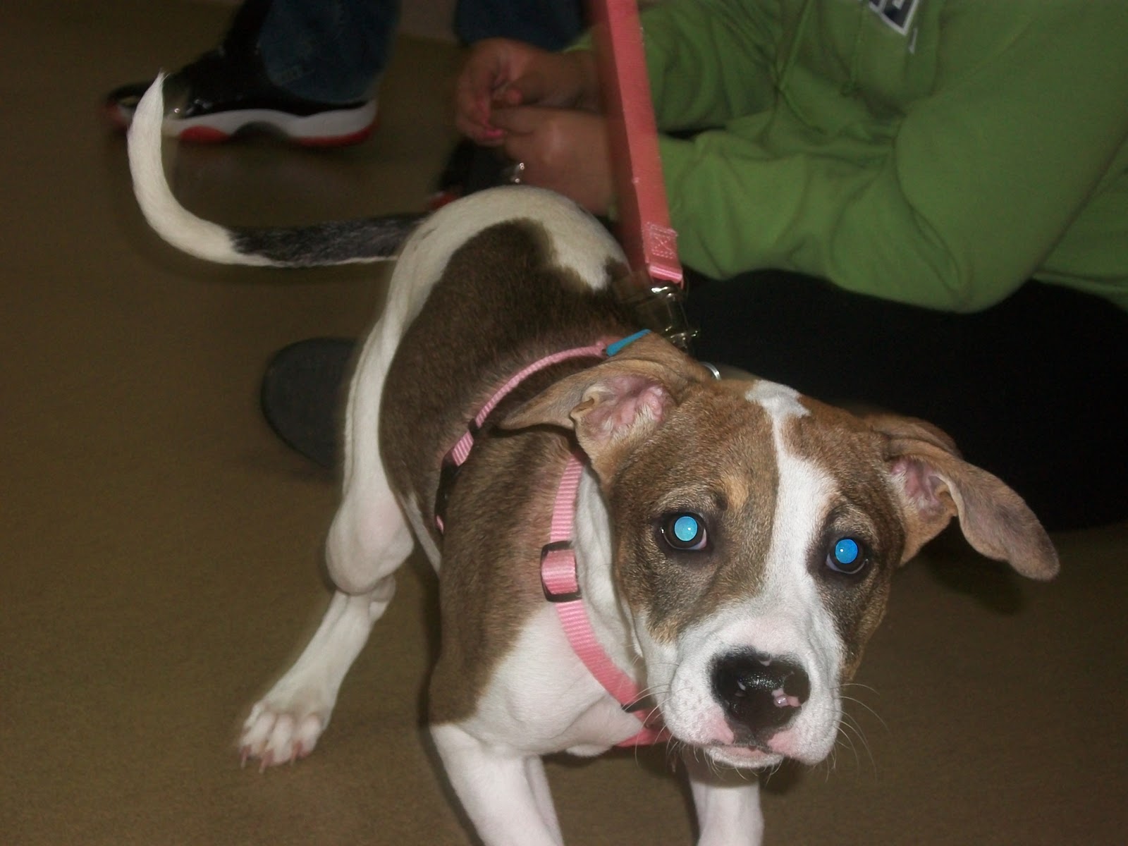 Best Friends Gaithersburg