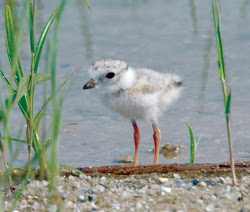 plover piping wildlife chick water standing young charadrius melodus birds national chincoteague island usfws refuge plovers flickr va impacts potential