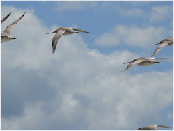 fly bird far migration nonstop during battley tailed godwits phil bar