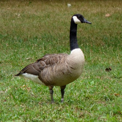 A DC Birding Blog: Local Geese, Native and Feral