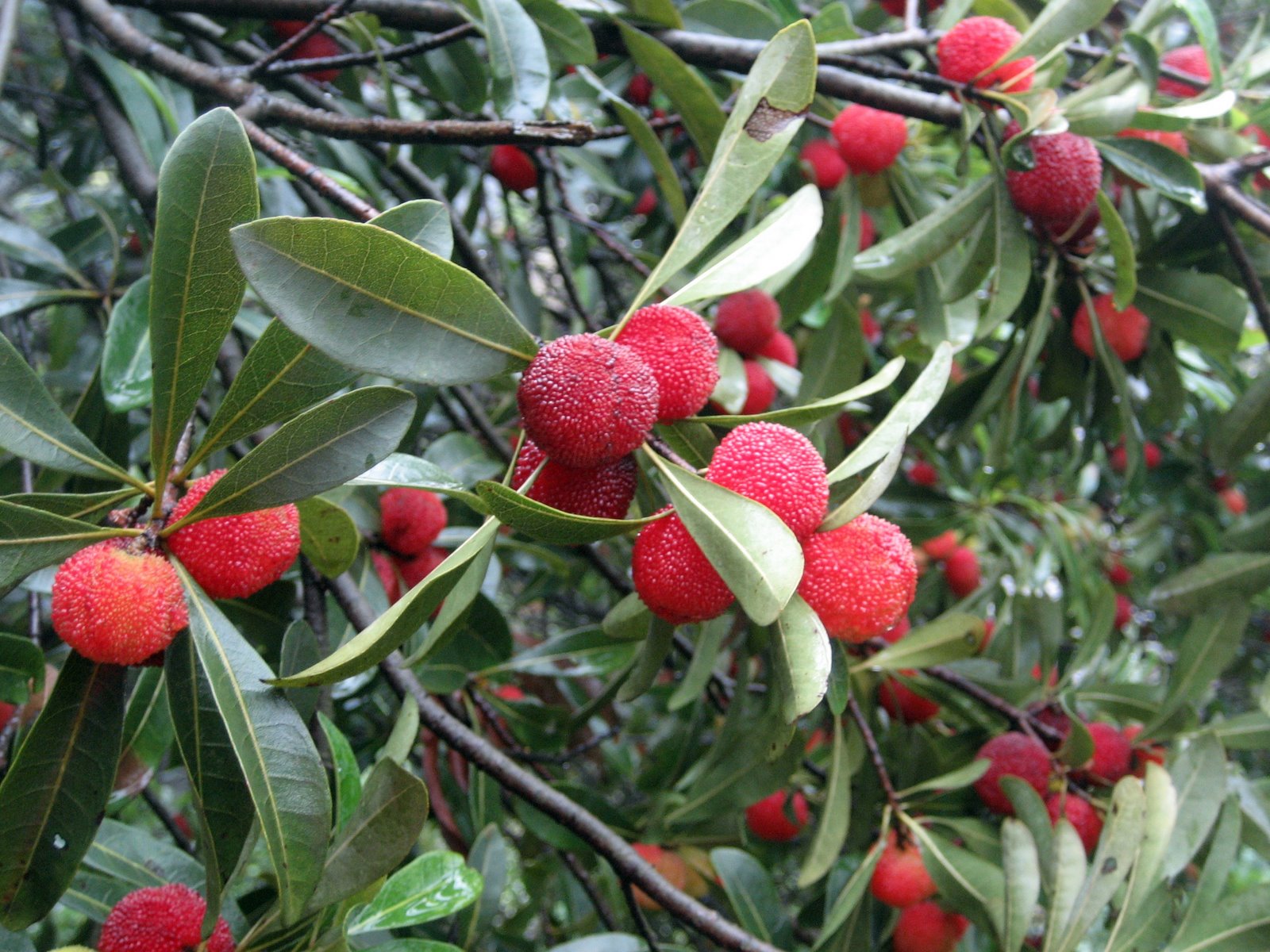 HWANGHON Asia Frutas