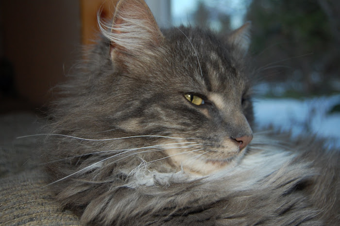 Fur Ball