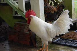 Mr Rooster