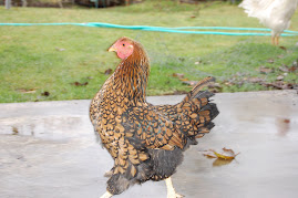 Miss Hen