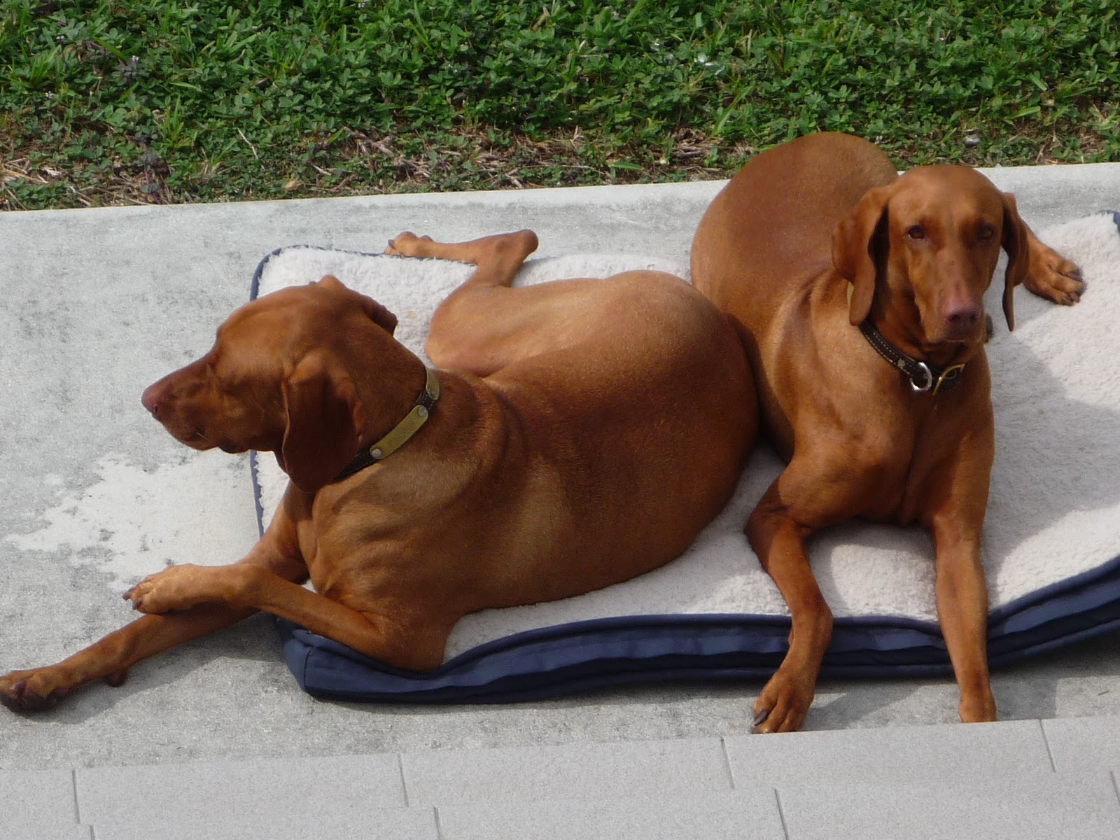 gateway vizsla club
