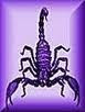 <b>PURPLE SCORPION</b>