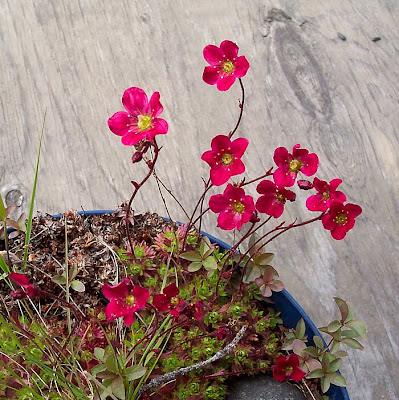 Red Saxifrage