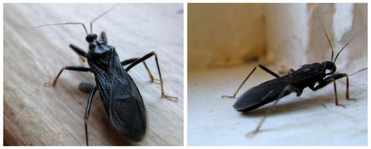 Vahn Saryu Indonesia: Serangga - Serangga Pembunuh ( Bagian 2 )