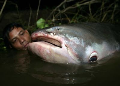 hooked 4 mekong giant catfish 9 Monster Sungai Yang Mengerikan di Dunia