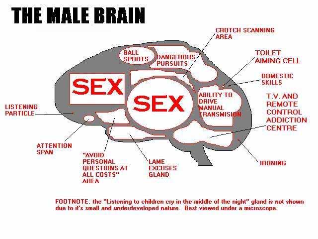 [brain_male.JPG]
