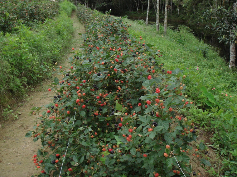 It's time to harvest !!!