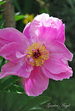 Peony