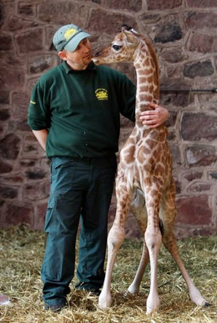 [Image: Baby-Giraffe-01.jpg]