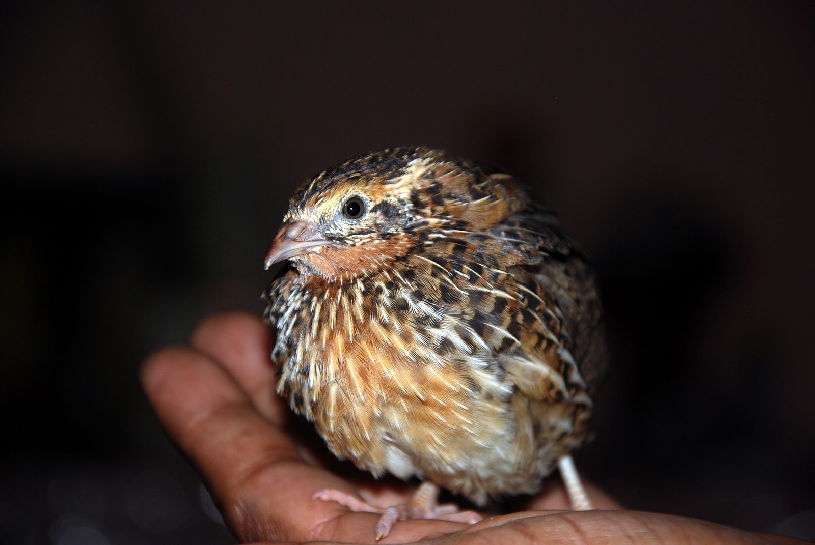 Animal Destination: Pugo