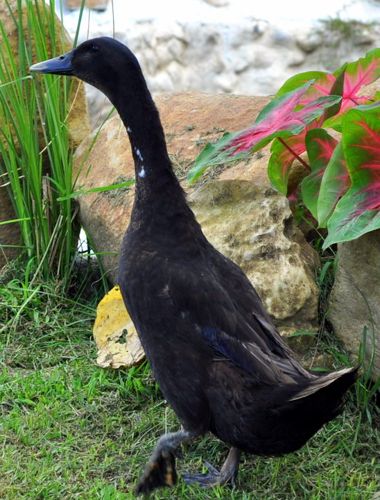 Animal Destination December 2010