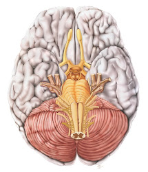 Pares de Nervos Cranianos