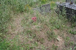 Beauford Delaney gravesite - July 2009