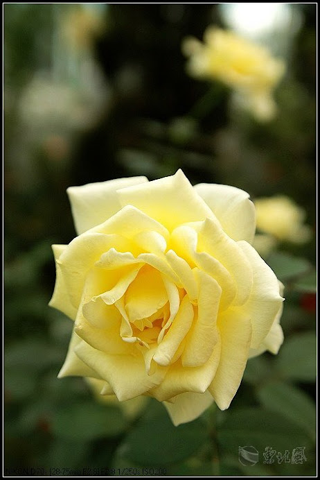 rose yellow