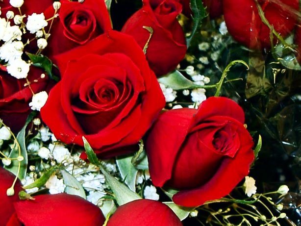 Red rose