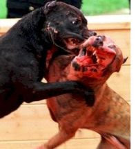 Make dog fighting a felony